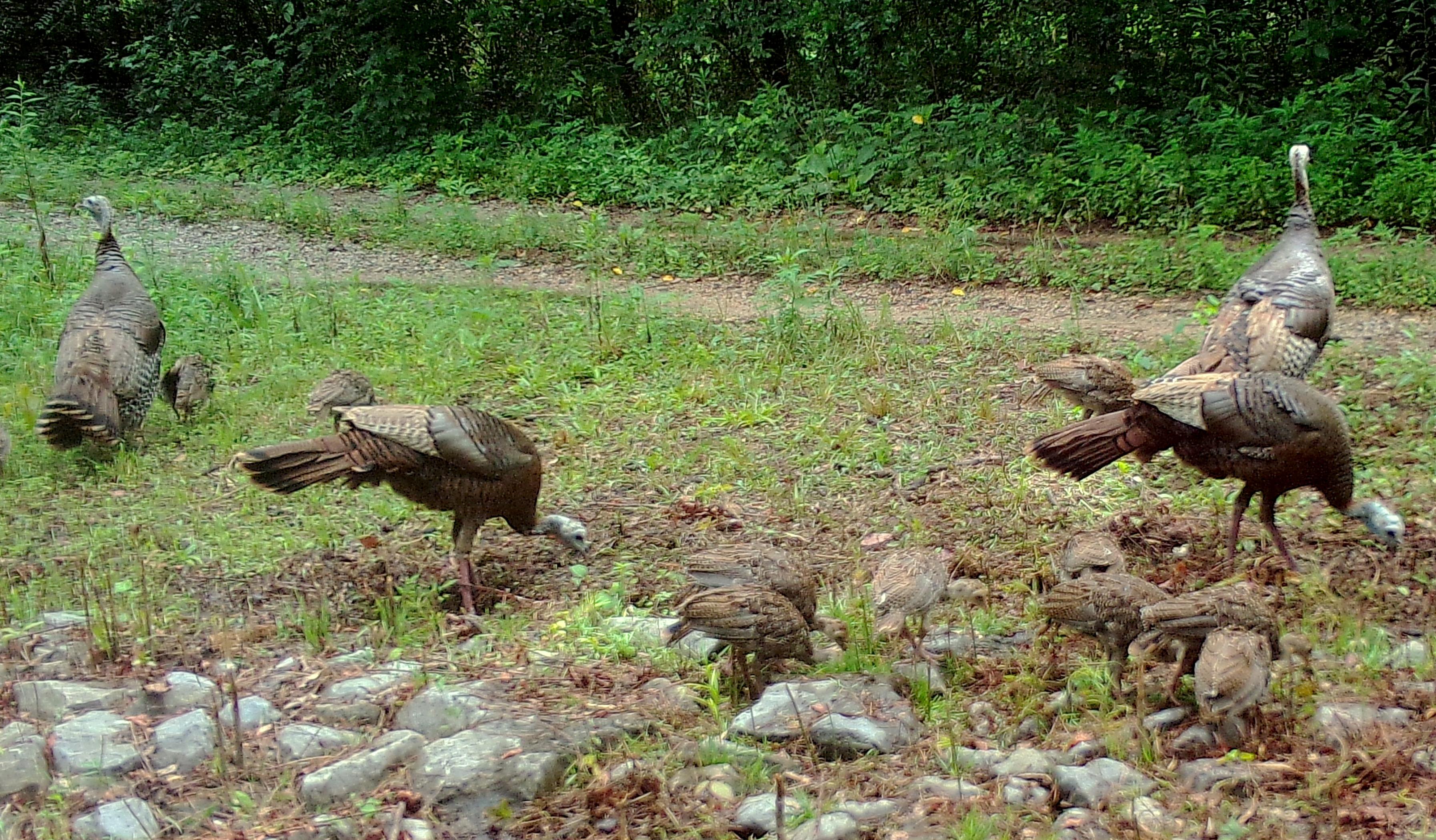 WFF Asks Public for Assistance with Wild Turkey Brood Survey